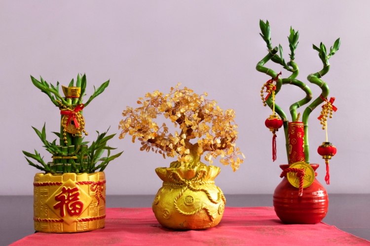 Na dan Kineske nove godine kupite neku srećnu biljku i postavite je u svoj dom